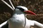 Trinidad2005 - 161 * Red-billed Tropicbird.